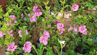 Sunday Morning Galiff Street Plants Market Visit On Tala Haat | Hibiscus Jasmine Beli Noyontara