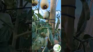 sabes porqué tus tomates salen así? #huerto #plantas #agricultura