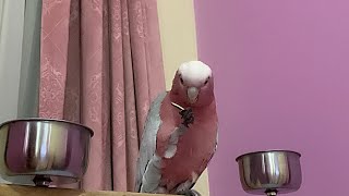 What a Parrot should eat? What my Pink Galah eat in a Day.