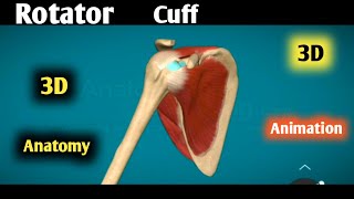 rotator cuff anatomy 3d | rotator cuff muscles | rotator cuff muscles actions animation