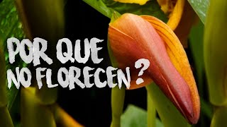 Posibles causas por las que sus orquídeas no florecen | Finca Dracula