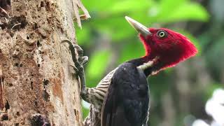 Pale billed | Woodpecker Campephilus guatemalensis