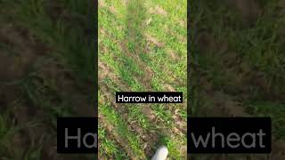 herrow in wheat . Gehun mein harrow