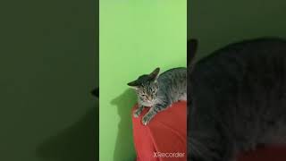 gato falando , então morre diabo