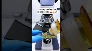 Testing Honey Under the microscope #microscope #shortfeed #shorts #honey