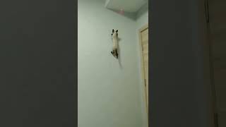 #shorts amazing cat climbing on the wall 🥰🥰