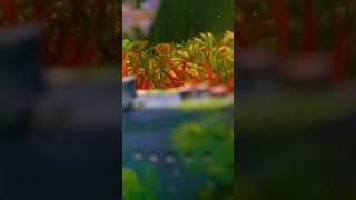 Best beautiful Aquarium।  #viralvideo #shortsyoutub #trending