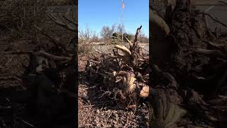 Rooting out the Stumps #lawncarebusiness