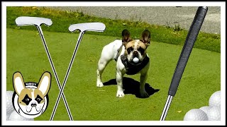 Nimoy the French Bulldog - #19 Let's Play Puppy Golf!