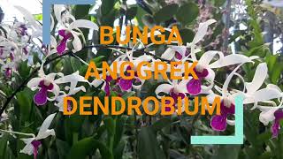 BUNGA ANGGREK DENDROBIUM