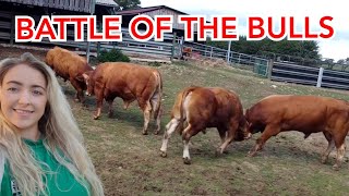 BATTLE OF THE BULLS