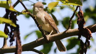 Enjoy the sound and guess the bird. Somewhere in the south of the Republic of Moldova.