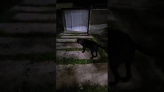 Minha Cane Corso Lunna não deixa eu sair de casa kkk #cachorros #noite  #cachorro #passeadordecaes