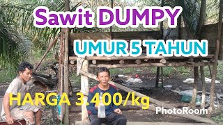 PANEN SAWIT DUMPY umur 5 tahun