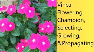 (Video 57) How to Purchase, Grow, & Propagate Vinca | Tolerant Flowering Hedge, Patch, and Container