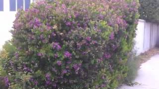 Polygala dalmaisiana - Sweet-pea Shrub