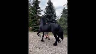 Armasar iapa friesian cal