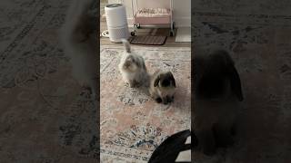 buns&quartz: if we sit, look cute, & stare at bunmom long enough, surely she’ll give us more treats