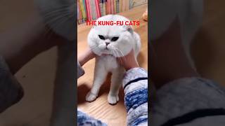 Funny Cat Fight - The  Kung Fu Masters #shorts #funnycats #cat