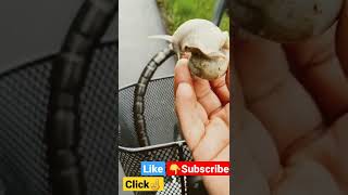 Wie redet ein Monster Schnecke?!🤯🐌 🍀How A German snail speaks؟!!آیا حلزون 🐌🐌🐌☘ها حرف می زنند