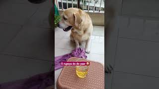 #labrador#funny#funnyvideo#dog#petowner#comedy#dogcomedy#pets#barish#samosa#shortvideo#youtubeshorts