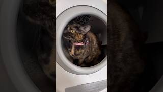 Leo's Loo Too Automatic Self-Cleaning Litter Box - Caja Arena para Gatos automática #shorts #short