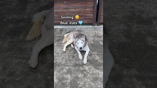 Dog with blue eyes and smiling face #dog #doglover #dogvideos #dogs #dogshorts