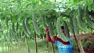 करेले से मालामाल कमाई🤑🤑Biggest Bitter Gourd Farming in India karele ki kheti #karele #kheti #farming