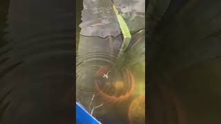 Fish destroys grasshopper #fyp #fish #sunfish #fishfeeding #shorts