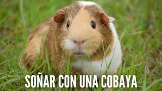 Que Significa Soñar con Cobayas - Significado de Soñar con una Cobaya