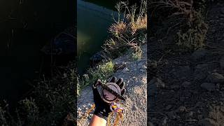 Magnet Fishing finding another Railroad Spike