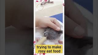 cat eating food #shortsfeed #shorts #cat #catlover #catvideos #cutecat #cats