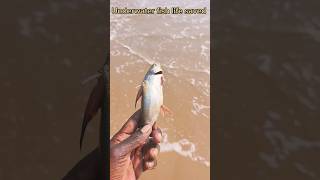 Underwater fish life saved#arcade #ytshorts#trending #fishing#fish #music