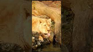 Lion drinking water