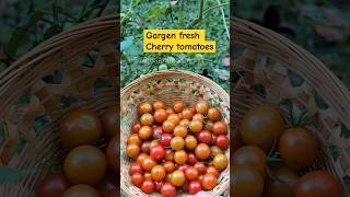 Home Garden - Cherry tomatoes #shorts #cherrytomatoes