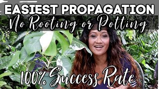 NO POTTING & NO ROOTING! Easiest Houseplant propagations - Monstera, Mamie, Pastazanum, Plowmanii.