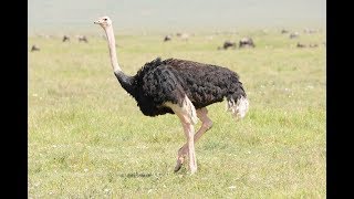 Cheetah Vs Ostrich Can He Take The Hit From Its Powerful Legs