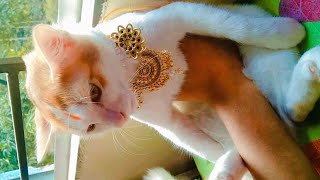 Cats Videos 2024 🤣 Best Funny Animals videos| Best Funny Animals videos