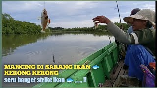 MANCING DI SARANG IKAN 🐟 KERONG KERONG