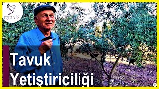 GEZEN TAVUK YETİŞTİRİCİLİĞİ