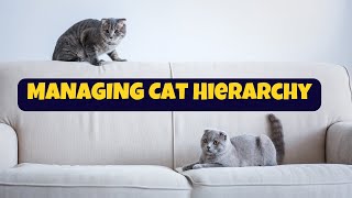 Cat Hierarchy | Living with Multiple Cats and Setting Up Order