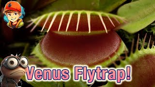 Learn About Cool Plants: Venus Flytraps Exploring the Fascinating Traps of These Carnivorous Plants