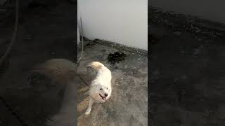 Russian dog💓 #shortvideo #trending #viralvideo #dog #doglover #animals #love #pets #song #punjabi