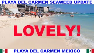 PLAYA  DEL CARMEN BEACH SEAWEED UPDATE - LOVELY BEACH DAY!