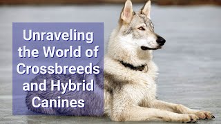 Designer Dogs: Unraveling the World of Crossbreeds and Hybrid Canines