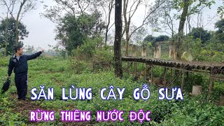 SĂN LÙNG CÂY SƯA NƠI RỪNG THIÊNG NƯỚC ĐỘC ĐẦU NĂM 2024 - ĐI XA MỚI CÓ ĂN