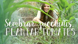 Una JORNADA HUERTERA de VERANO | ¡Sembrar zucchinis, plantar tomates!