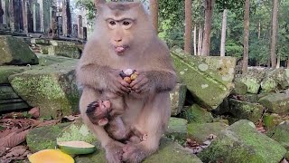 Cutest baby Rainbow Monkey with its sweetest Mother Rose🐒💗🥰😍👍💓..