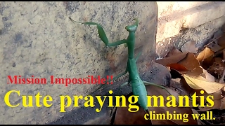 Mission Impossible!! Cute praying mantis climbing wall.