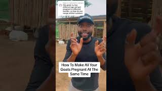 How To Get All Your Goats Pregnant At The Same Time #semanhyiafarms #farminginafrica #farming #goat